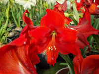 Hippeastrum Amaryllis Soğanı (Güzel Hatun Çiçeği Soğanı) floris Hekker