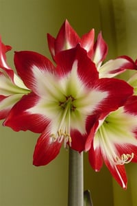 Hippeastrum Amaryllis Soğanı (Güzel Hatun Çiçeği Soğanı) Tres Chic