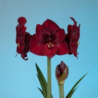 Hippeastrum Amaryllis Soğanı (Güzel Hatun Çiçeği Soğanı) Mandela