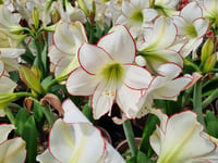 Hippeastrum Amaryllis Soğanı (Güzel Hatun Çiçeği Soğanı) Picasso