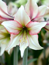 Hippeastrum Amaryllis Soğanı (Güzel Hatun Çiçeği Soğanı) Green Magic