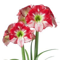 Hippeastrum Amaryllis Soğanı (Güzel Hatun Çiçeği Soğanı) Flamenco Queen