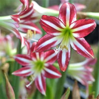 Hippeastrum Amaryllis Soğanı (Güzel Hatun Çiçeği Soğanı) Santiago