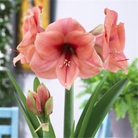 Hippeastrum Amaryllis Soğanı (Güzel Hatun Çiçeği Soğanı) Bouquet