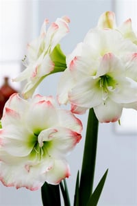 Hippeastrum Amaryllis Soğanı (Güzel Hatun Çiçeği Soğanı) Amadeus Candy