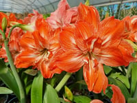 Hippeastrum Amaryllis Soğanı (Güzel Hatun Çiçeği Soğanı) Lady Jane