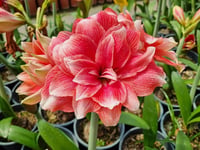 Hippeastrum Amaryllis Soğanı (Güzel Hatun Çiçeği Soğanı) Double Dream