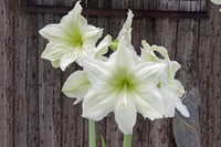 Hippeastrum Amaryllis Soğanı (Güzel Hatun Çiçeği Soğanı) Lemon Grandise