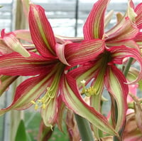 Hippeastrum Amaryllis Soğanı (Güzel Hatun Çiçeği Soğanı) Rio Negro