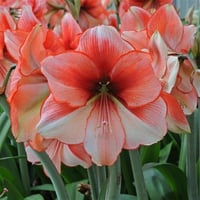 Hippeastrum Amaryllis Soğanı (Güzel Hatun Çiçeği Soğanı) Coral Beach
