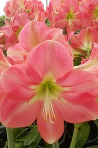 Hippeastrum Amaryllis Soğanı (Güzel Hatun Çiçeği Soğanı) Estella
