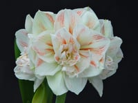 Hippeastrum Amaryllis Soğanı (Güzel Hatun Çiçeği Soğanı) Nymph