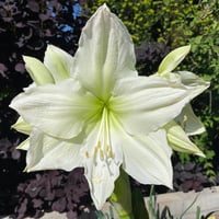 Hippeastrum Amaryllis Soğanı (Güzel Hatun Çiçeği Soğanı) Lemon Grandise
