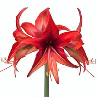Hippeastrum Amaryllis Soğanı (Güzel Hatun Çiçeği Soğanı) Bogota