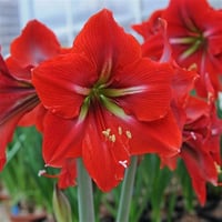 Hippeastrum Amaryllis Soğanı (Güzel Hatun Çiçeği Soğanı) Napoli