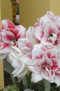 Hippeastrum Amaryllis Soğanı (Güzel Hatun Çiçeği Soğanı) Elvas