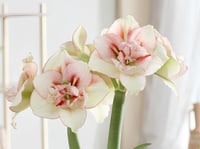 Hippeastrum Amaryllis Soğanı (Güzel Hatun Çiçeği Soğanı) Irinia