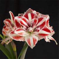 Hippeastrum Amaryllis Soğanı (Güzel Hatun Çiçeği Soğanı) Bright Nymph