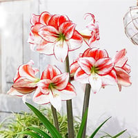 Hippeastrum Amaryllis Soğanı (Güzel Hatun Çiçeği Soğanı) Table Dance