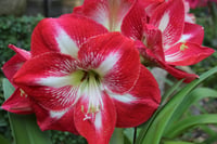 Hippeastrum Amaryllis Soğanı (Güzel Hatun Çiçeği Soğanı) Monte Carlo