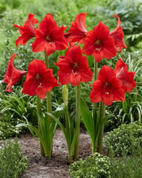 Hippeastrum Amaryllis Soğanı (Güzel Hatun Çiçeği Soğanı) Red Tiger