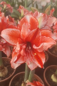 Hippeastrum Amaryllis Soğanı (Güzel Hatun Çiçeği Soğanı) Flamed Amadeus