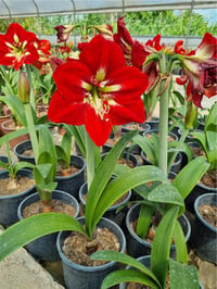 Hippeastrum Amaryllis Soğanı (Güzel Hatun Çiçeği Soğanı) Barbados