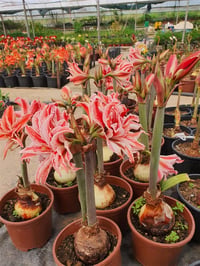 Hippeastrum Amaryllis Soğanı (Güzel Hatun Çiçeği Soğanı) Doublet