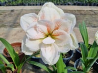 Hippeastrum Amaryllis Soğanı (Güzel Hatun Çiçeği Soğanı) Nymph