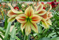 Hippeastrum Amaryllis Soğanı (Güzel Hatun Çiçeği Soğanı) Cleopatra