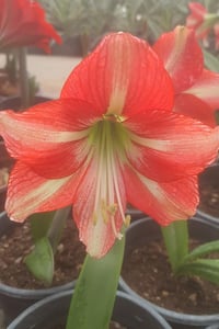 Hippeastrum Amaryllis Soğanı (Güzel Hatun Çiçeği Soğanı) Striped Beauty