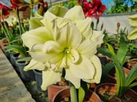 Hippeastrum Amaryllis Soğanı (Güzel Hatun Çiçeği Soğanı) Marilyn