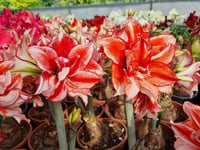 Hippeastrum Amaryllis Soğanı (Güzel Hatun Çiçeği Soğanı) Flamed Amadeus