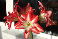 Hippeastrum Amaryllis Soğanı (Güzel Hatun Çiçeği Soğanı) Splash