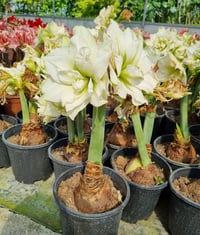 Hippeastrum Amaryllis Soğanı (Güzel Hatun Çiçeği Soğanı) Picobello Majesty