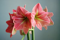 Hippeastrum Amaryllis Soğanı (Güzel Hatun Çiçeği Soğanı) Terra Cotta Star