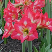 Hippeastrum Amaryllis Soğanı (Güzel Hatun Çiçeği Soğanı) Tres Belles