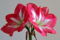 Hippeastrum Amaryllis Soğanı (Güzel Hatun Çiçeği Soğanı) Monte Carlo
