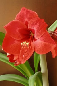 Hippeastrum Amaryllis Soğanı (Güzel Hatun Çiçeği Soğanı) floris Hekker