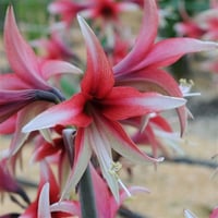 Hippeastrum Amaryllis Soğanı (Güzel Hatun Çiçeği Soğanı) Santa Rosa