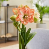 Hippeastrum Amaryllis Soğanı (Güzel Hatun Çiçeği Soğanı) Beautiful Emotion