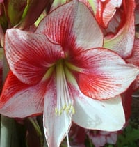 Hippeastrum Amaryllis Soğanı (Güzel Hatun Çiçeği Soğanı) Showmaster