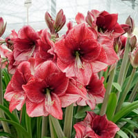 Hippeastrum Amaryllis Soğanı (Güzel Hatun Çiçeği Soğanı) Maestro