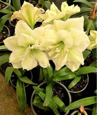 Hippeastrum Amaryllis Soğanı (Güzel Hatun Çiçeği Soğanı) White Nymph