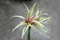 Hippeastrum Amaryllis Soğanı (Güzel Hatun Çiçeği Soğanı) Tarantula
