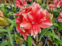 Hippeastrum Amaryllis Soğanı (Güzel Hatun Çiçeği Soğanı) Double Dream