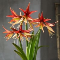 Hippeastrum Amaryllis Soğanı (Güzel Hatun Çiçeği Soğanı) Sumatra