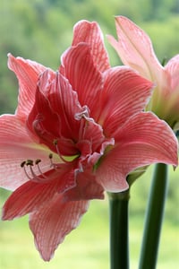 Hippeastrum Amaryllis Soğanı (Güzel Hatun Çiçeği Soğanı) Sweet Nymph
