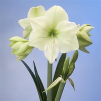 Hippeastrum Amaryllis Soğanı (Güzel Hatun Çiçeği Soğanı) Luna