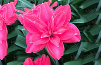 Hippeastrum Amaryllis Soğanı (Güzel Hatun Çiçeği Soğanı) Candy Nymph
